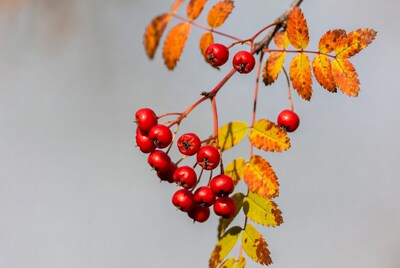 Red Mountain Ash Berries on Autumn Branch