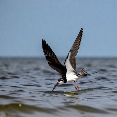 Black-winged Stilt feeding in water