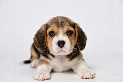 Beagle puppy on white background