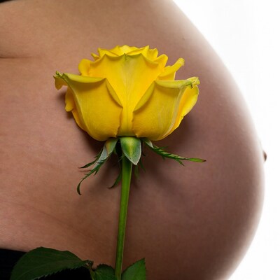 Yellow rose on pregnant belly
