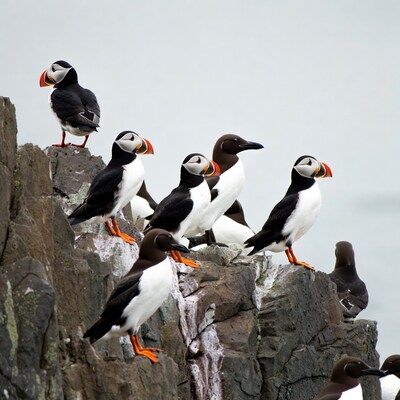 Atlantic Puffins on rocky cliff