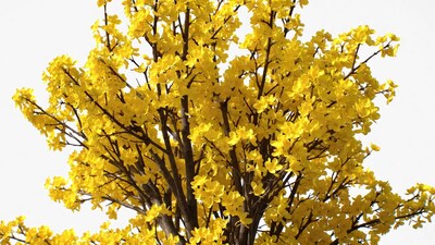 Forsythia bush with yellow flowers