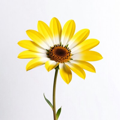 Yellow Gerber Daisy on White Background
