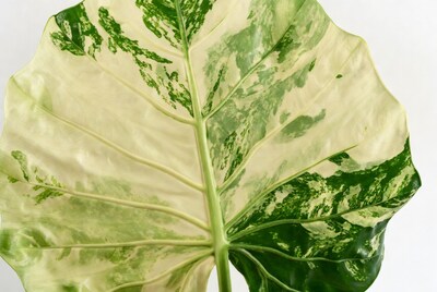 Variegated Alocasia Leaf Closeup