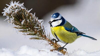 Blue Tit on Frosty Pine Branch