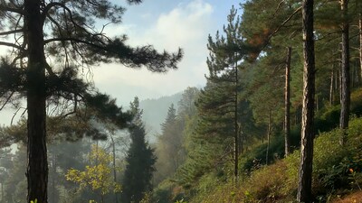 Pine Forest with Misty Mountains