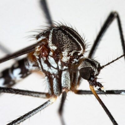 Closeup of striped mosquito