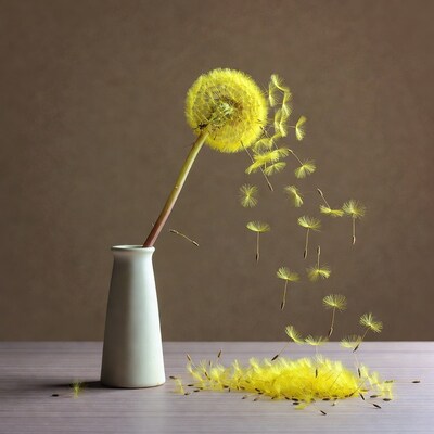 Dandelion blowing seeds from vase