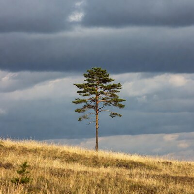 Lone Scots Pine on Grassy Hill