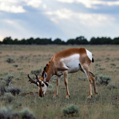Pronghorn antelope grazing in grassland