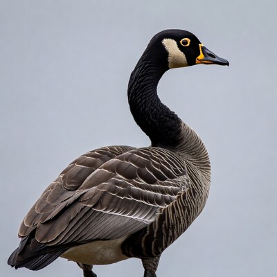 Canada Goose Profile on Gray Background