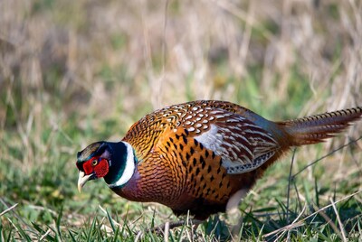 Ring-necked pheasant in grass