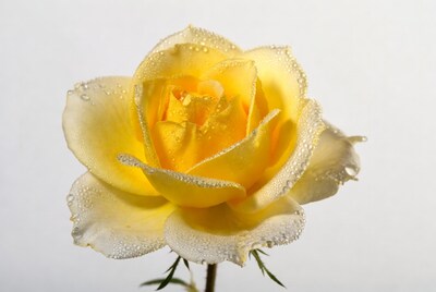 Yellow Rose with Dew Drops
