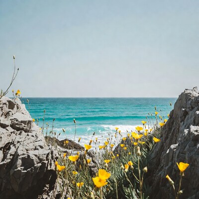 Yellow flowers on rocks by ocean