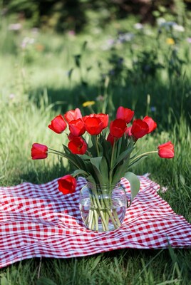 Red Tulips in Glass Jar on Picnic Blanket