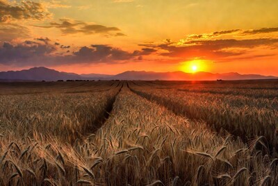 Sunset over wheat field with mountains