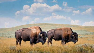 Two bison standing in grassy field