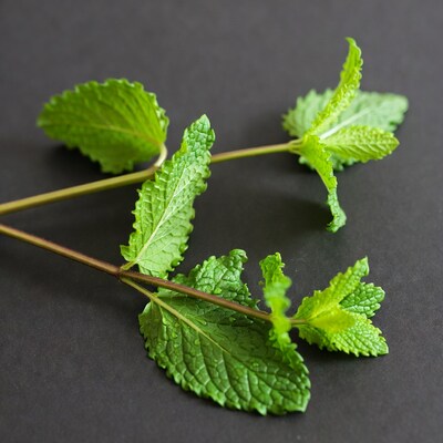Fresh mint leaves on black background