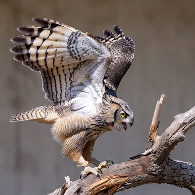 Great Horned Owl Perched on Branch