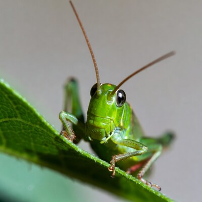 Green grasshopper on leaf