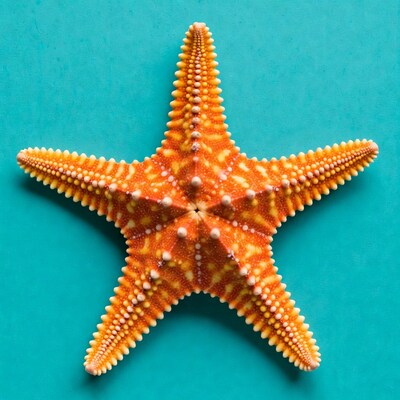 Orange starfish on turquoise background