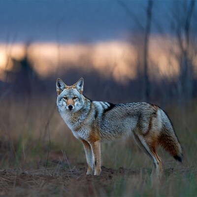 Coyote standing in grassy field