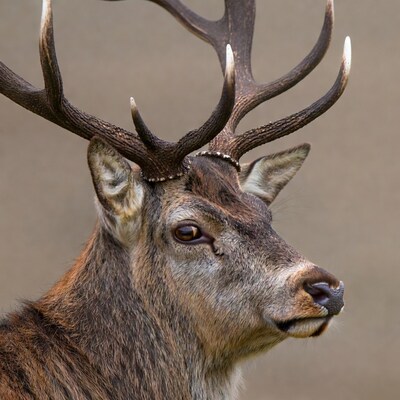Red deer stag with large antlers