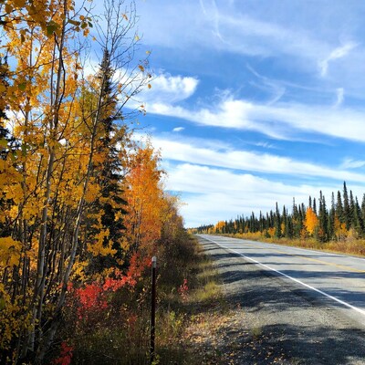 Autumn road through yellow trees