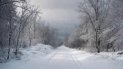 Snowy Path Through Winter Forest