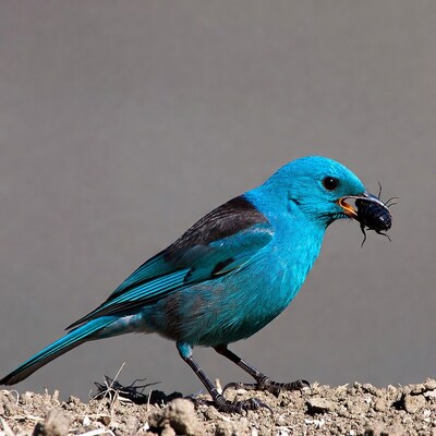 Blue Grosbeak Eating Beetle