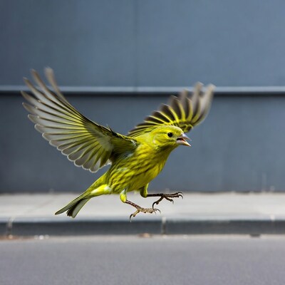 Yellow Greenfinch Flying Near Wall