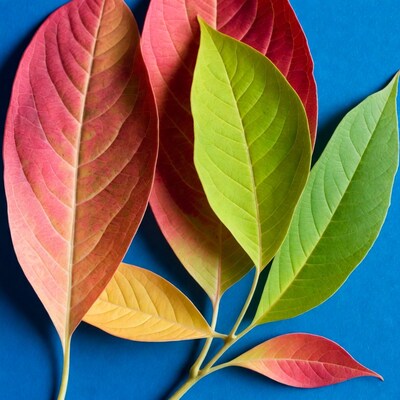 Colorful autumn leaves on blue background