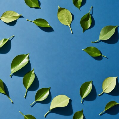 Green leaves arranged on blue background