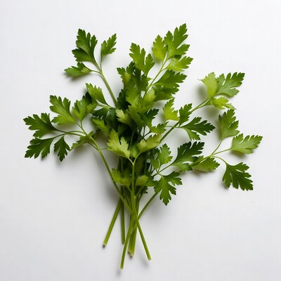 Fresh Parsley Bunch on White