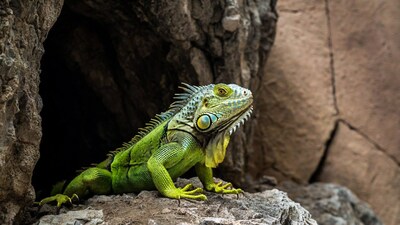 Green iguana on rocky cave