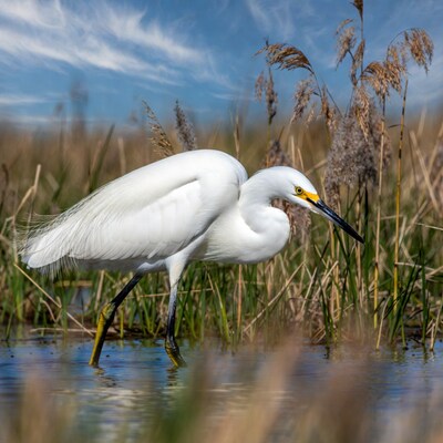 Snowy Egret in Marsh with Reeds
