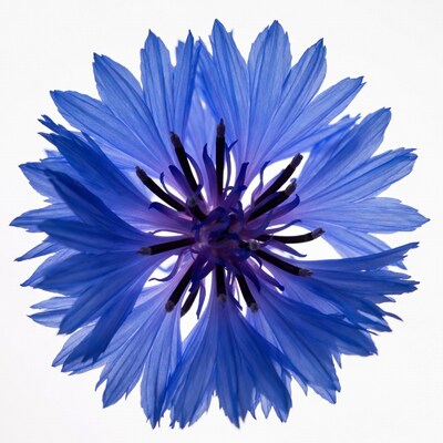 Blue Cornflower Flower Closeup