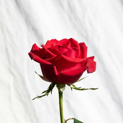 Red Rose on White Background