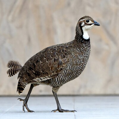 Quail standing on beige background