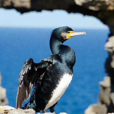 Cormorant spreading wings on rocky cliff