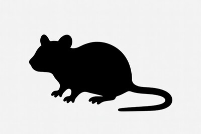 Black silhouette of sitting mouse