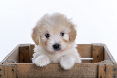 Fluffy puppy in wooden crate