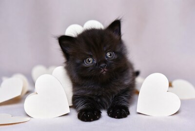 Black kitten with white hearts