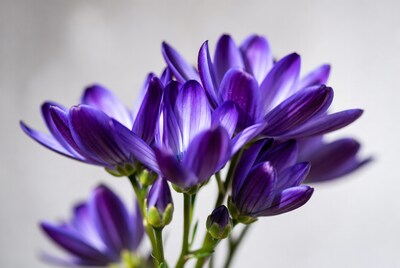 Purple African Daisy Flowers