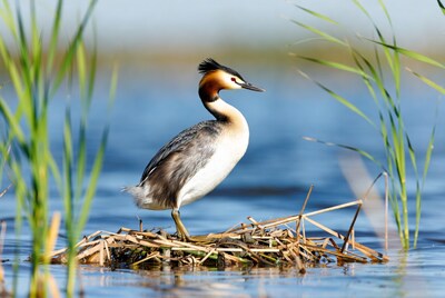 Great Crested Grebe on nest