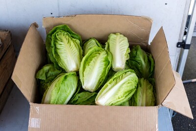 Fresh lettuce heads in cardboard box