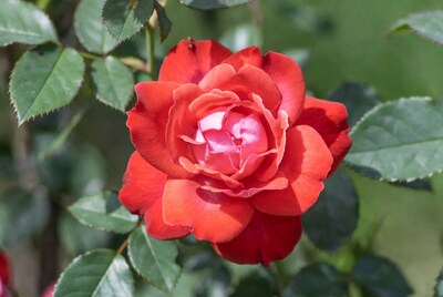 Red Rose Bloom with Green Leaves