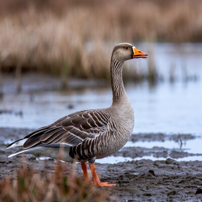 Greylag goose standing in mud