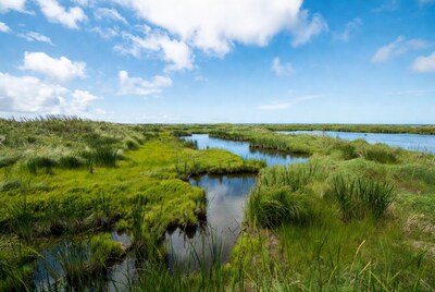 Marshland with ponds and reeds