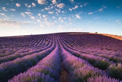 Lavender Fields under Blue Sky